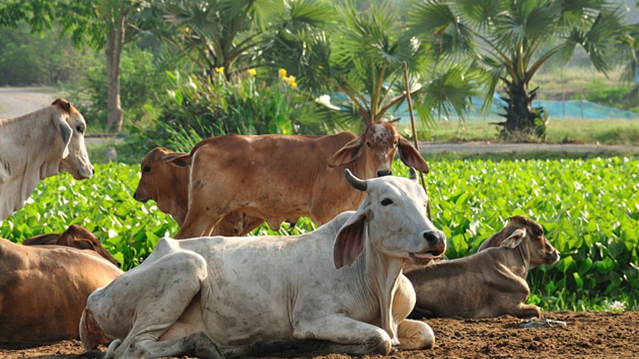Rinder in Indien
