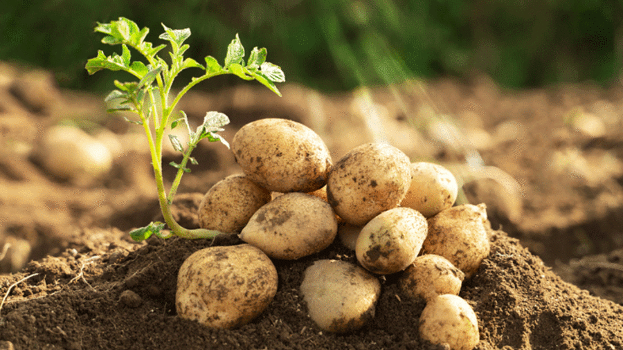 Kartoffeln auf dem Feld
